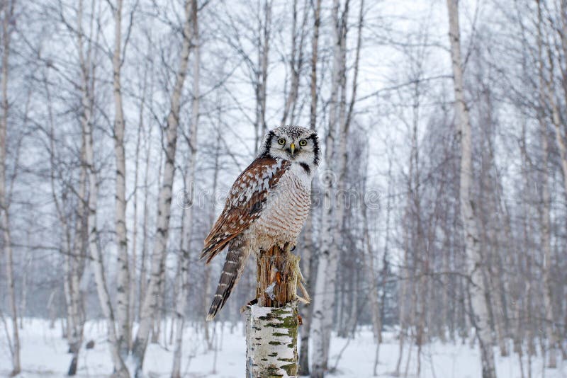 Hawk Owl i naturskoglivsmiljö under kall vinter Djurlivplats från naturen Skog för björkträd med fågeln Uggla snö Finland royaltyfri fotografi Hawk Owl i naturskoglivsmiljö under kall vinter Djurlivplats från naturen Skog för björkträd med fågeln Uggla snö Finland royaltyfri fotografi