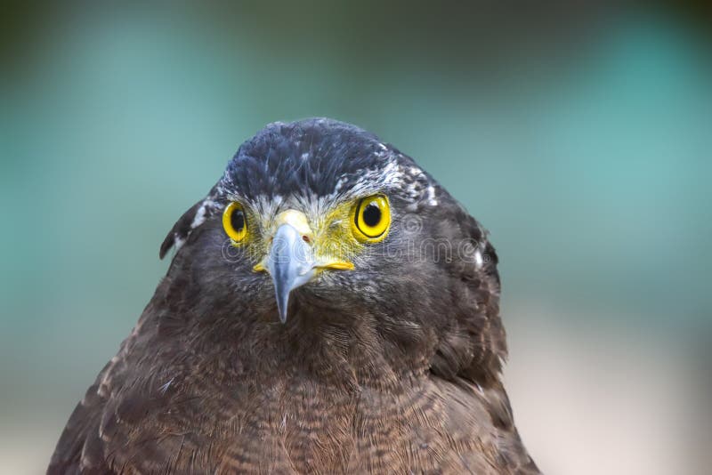 Hawk Portrait, Hawk Eyes View Stock Photo Image of color, portrait