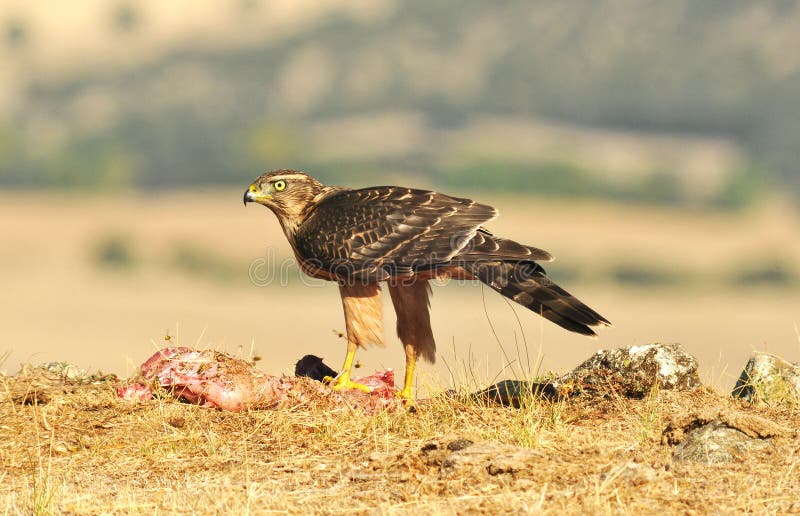 Hawk Poses With Food In The Field Stock Photo Biology Diagrams
