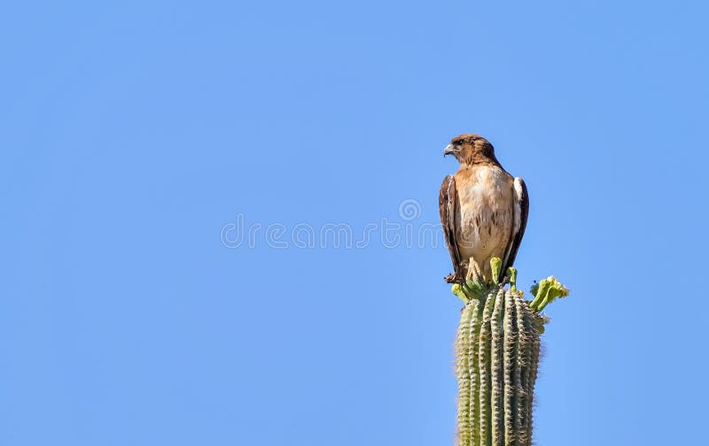 Hawk Sitting atado rojo en un cactus del Saguaro