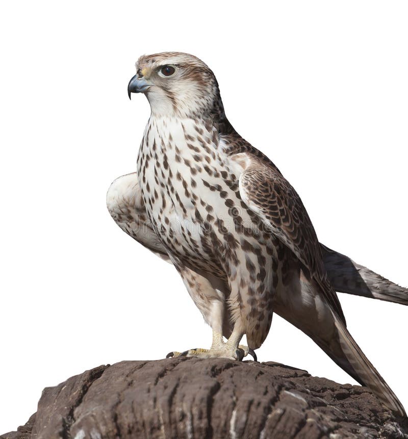 Hawk on a tree stump, isolated