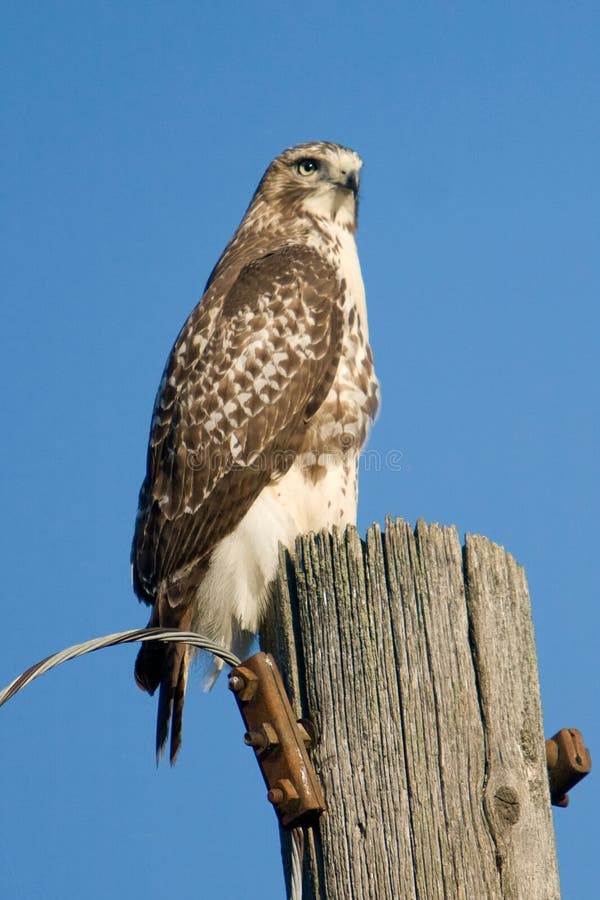 Hawk On Utility Pole coupé la queue par rouge image libre de droits Hawk On Utility Pole coupé la queue par rouge image libre de droits