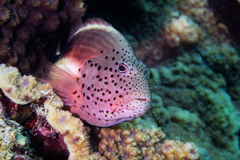 Closeup de um hawkfish foto de stock. Imagem de wildlife 142674004