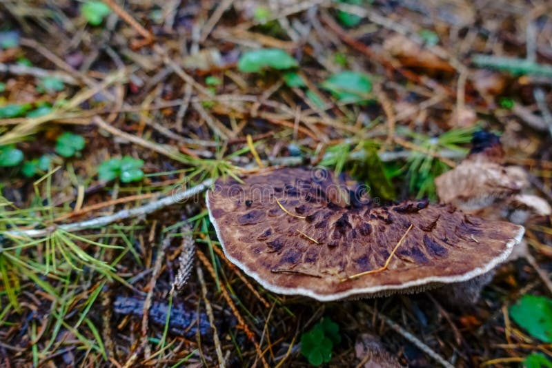 Hawks Wing Mushroom on the Forest Floor in Autumn Stock Photo - Image