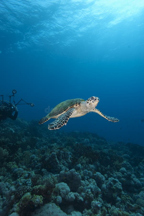 Hawksbill Sea Turtle