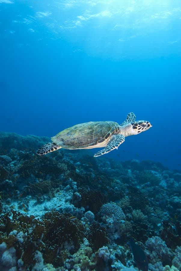 Hawksbill Sea Turtle