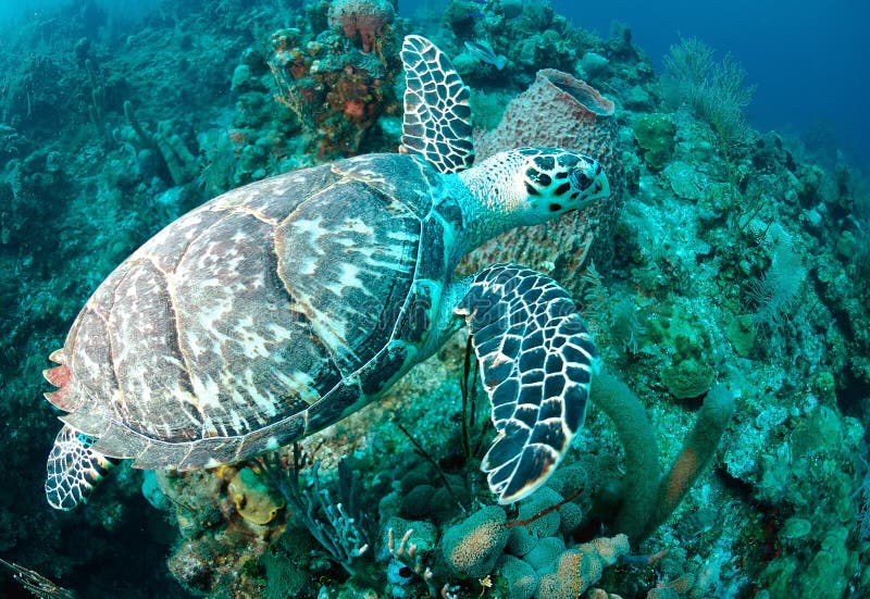 Underwater view of Hawksbill sea turtle swimming over coral reef in ocean.