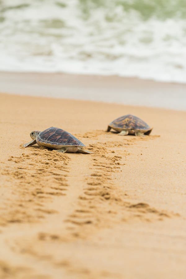 Hawksbill sea turtle on the beach.