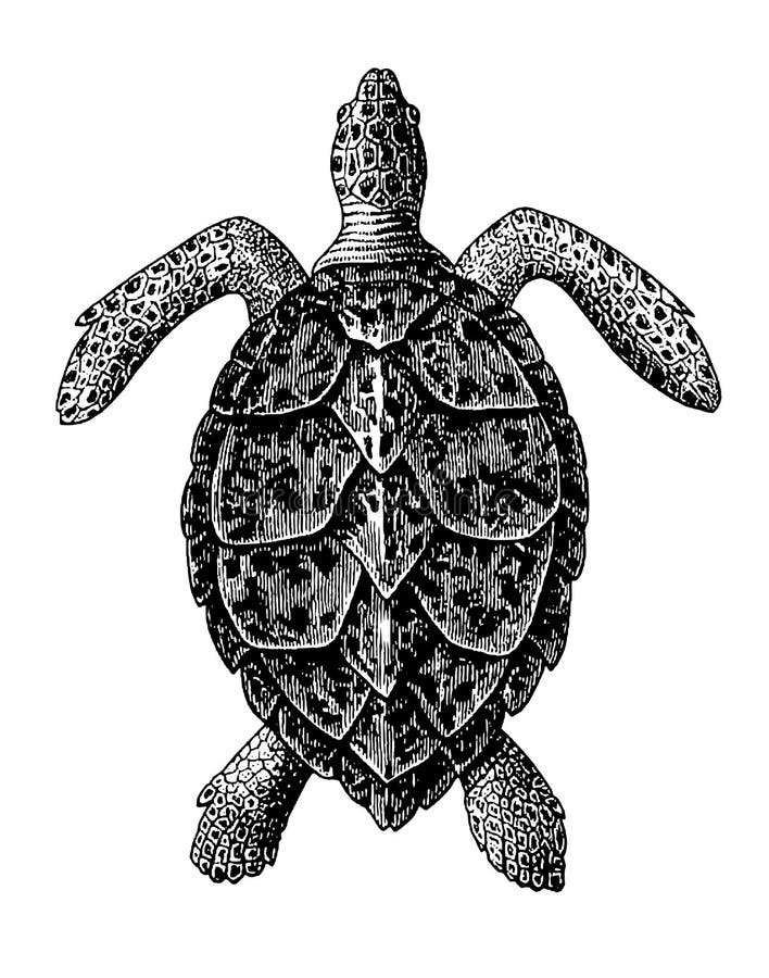Hawksbill Sea Turtle Engraving Vintage Illustration stock illustration