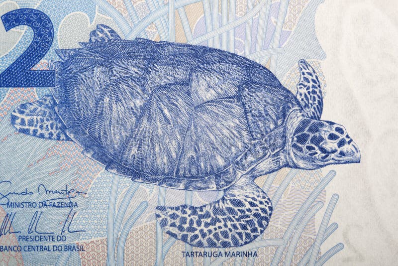 Hawksbill sea turtle a portrait from Brazilian money stock photography Hawksbill sea turtle a portrait from Brazilian money stock photography