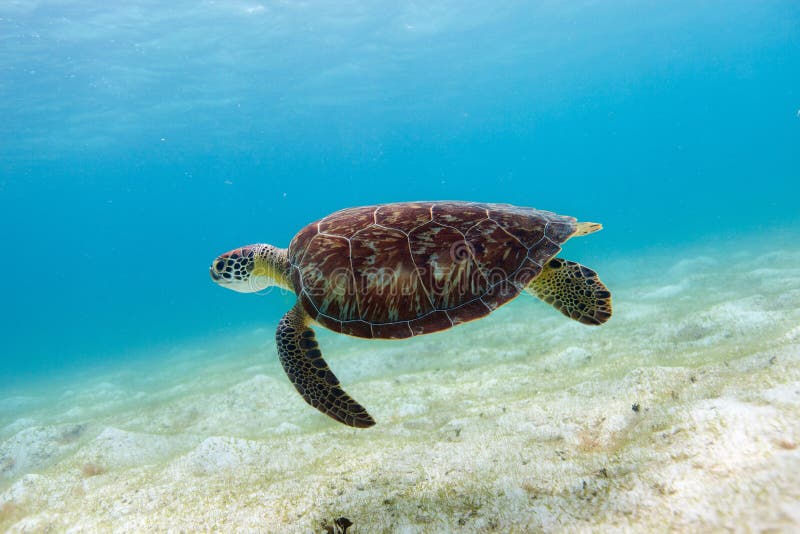 Hawksbill sea turtle stock image. Image of horizontal - 17865615