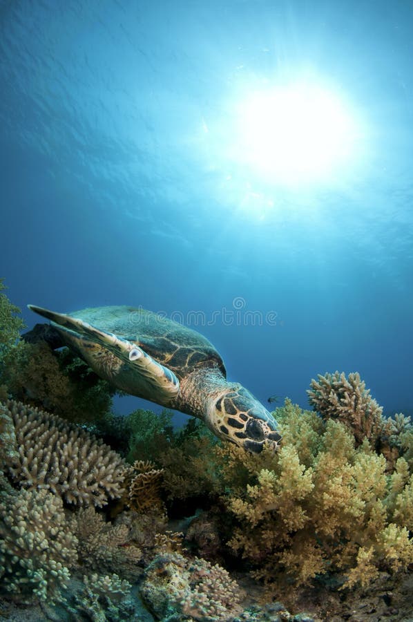 Hawksbill sea turtle swims in clear blue ocean