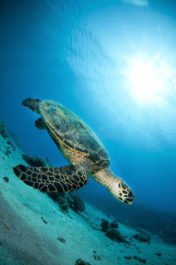 Hawksbill sea turtle swims in clear blue ocean