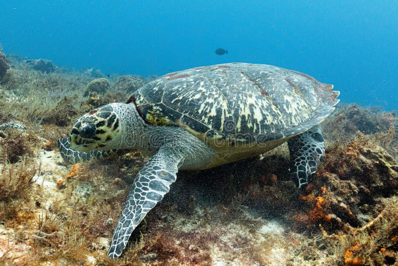 Hawksbill Sea Turtle Underwater Stock Photo Image of blue, skin