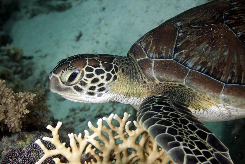 Hawksbill turtle