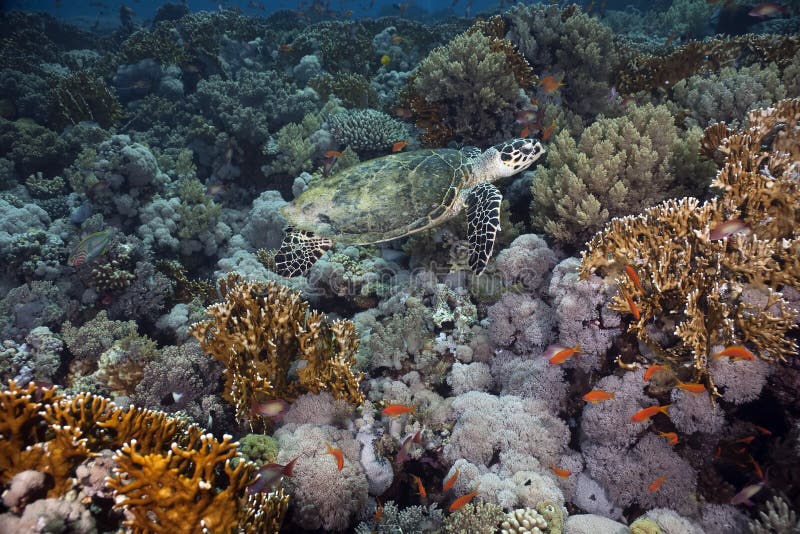 Sea Turtle on the Coral Reef Stock Photo - Image of water, nature: 28397580