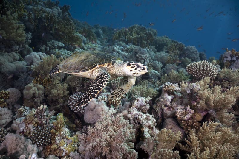 Hawksbill turtle, coral and ocean