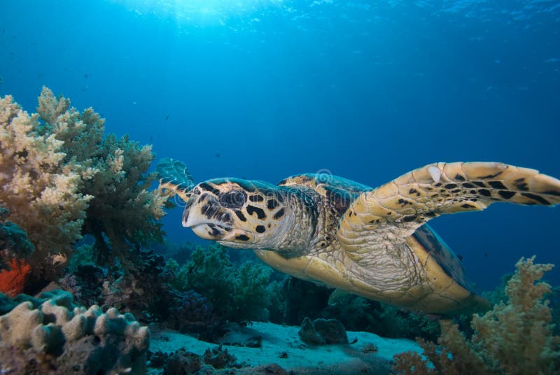 Hawksbill turtle (eretmochelys imbricata)