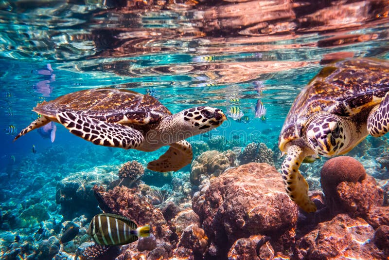 Hawksbill Turtle - Eretmochelys imbricata royalty free stock photography Hawksbill Turtle - Eretmochelys imbricata royalty free stock photography