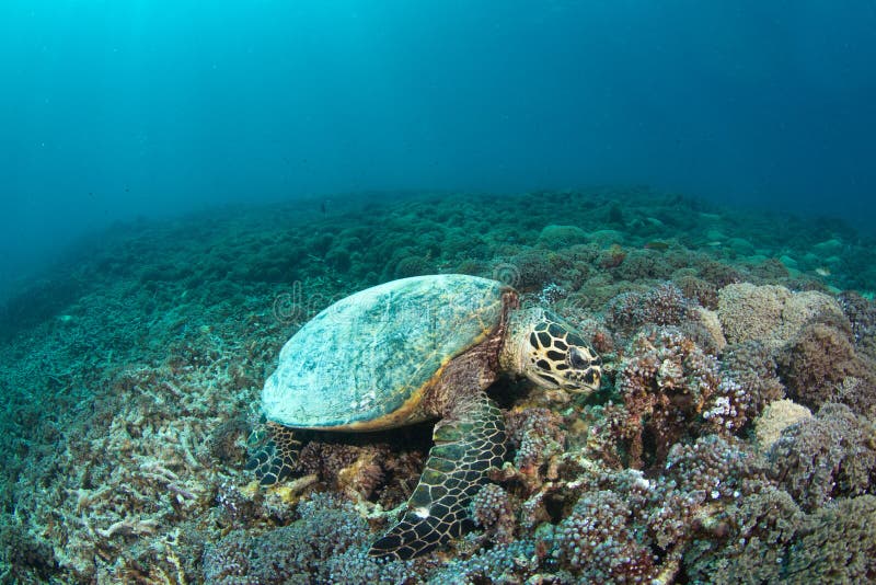 Hawksbill turtle (Eretmochelys imbricata) in reef royalty free stock photo Hawksbill turtle (Eretmochelys imbricata) in reef royalty free stock photo