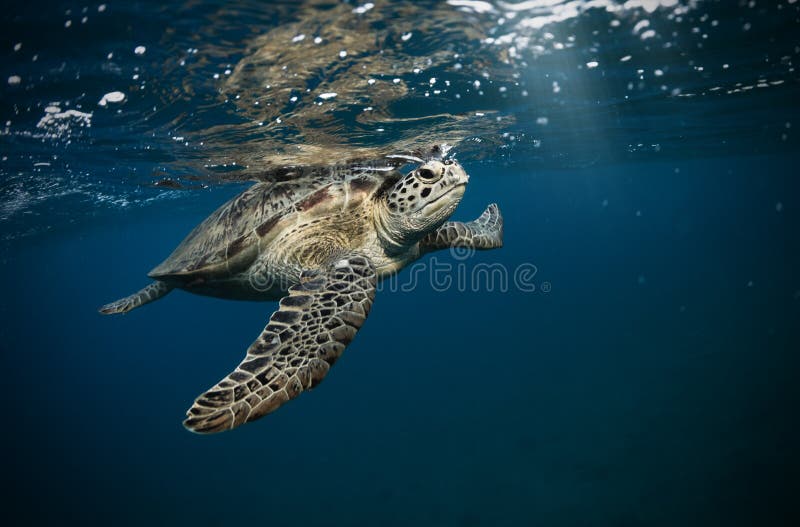 Hawksbill turtle floating in dark blue clear water. Marine life, underwater fauna and flora. Hawksbill turtle floating in dark blue clear water. Marine life, underwater fauna and flora