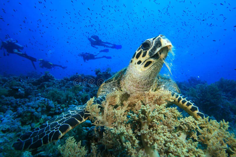 hawksbillsköldpadda arkivfoto hawksbillsköldpadda arkivfoto