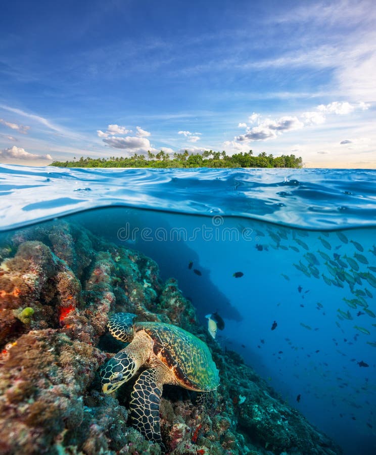 Hawksbill海龟探索的珊瑚礁在水表面下