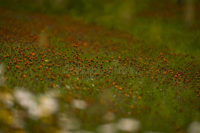 Hawkweed anaranjado en Wisconsin septentrional fotografía de archivo libre de regalías Hawkweed anaranjado en Wisconsin septentrional fotografía de archivo libre de regalías
