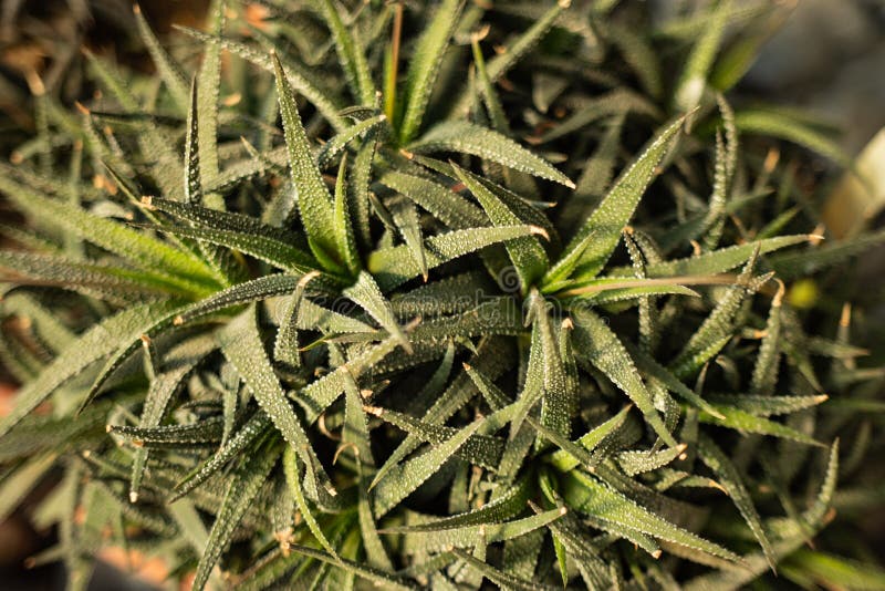 Haworthia. It has fleshy, but elongated and pointed to the ends of the leaves with serrated spikes on the edges or stiffened white stock photography Haworthia. It has fleshy, but elongated and pointed to the ends of the leaves with serrated spikes on the edges or stiffened white stock photography