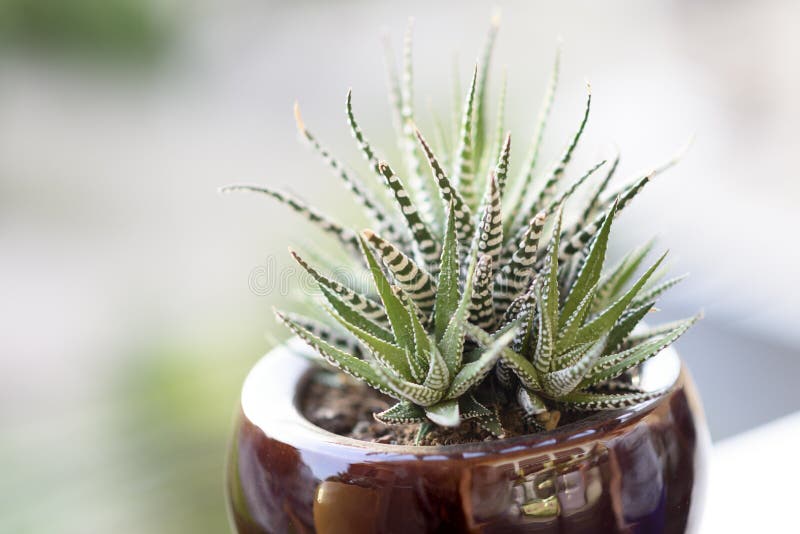 Haworthia sukulentów kaktusowa roślina obraz stock Haworthia sukulentów kaktusowa roślina obraz stock