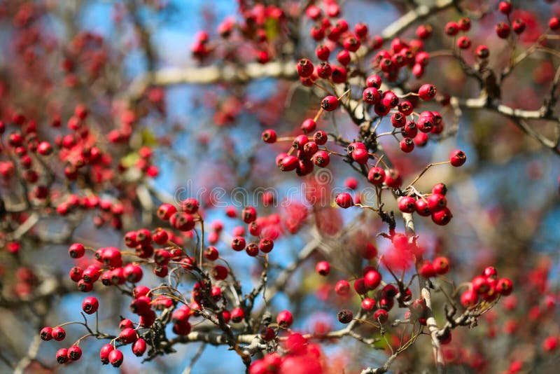 Hawthorn stock images