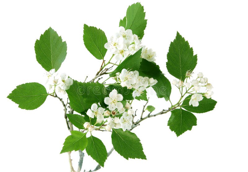 Hawthorn foto de stock Hawthorn foto de stock