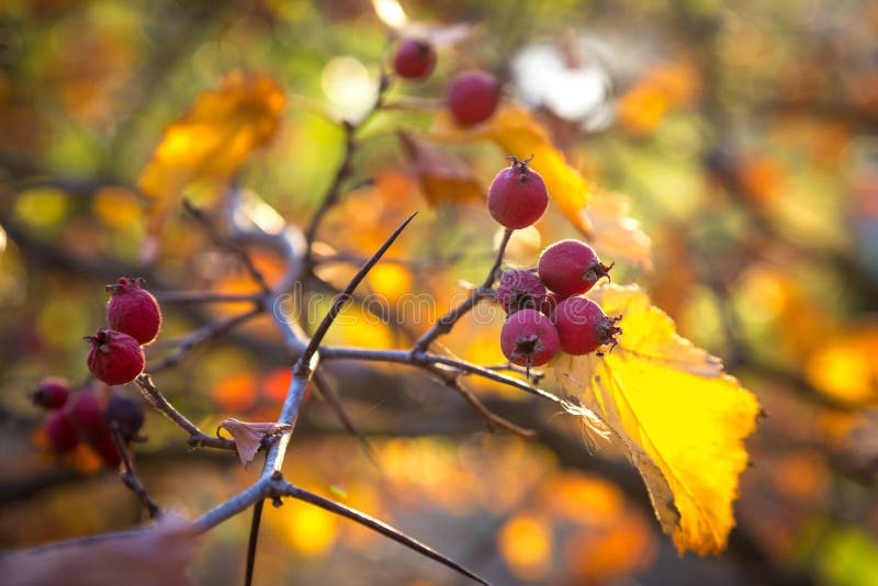 Hawthorn berries on branch stock photo. Image of herbal - 198381010