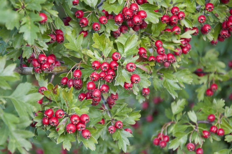 Hawthorn Berries in Germany Stock Photo - Image of berries, fresh: 35949626