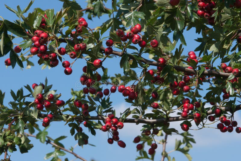 Hawthorn Berries in Summer stock photo. Image of shrub - 164862346