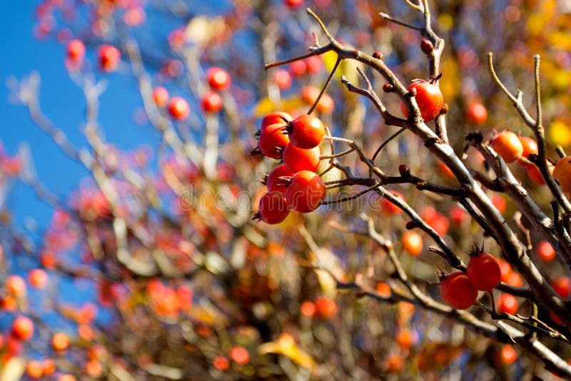Hawthorn berries in the sunlight stock photo