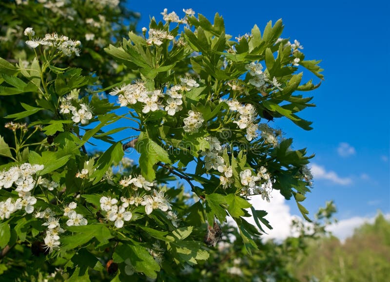 Hawthorn bush