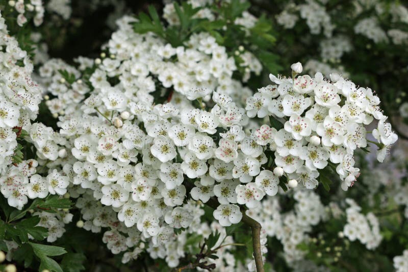 Hawthorn Flowers in Close Up Stock Image - Image of flower, springtime ...