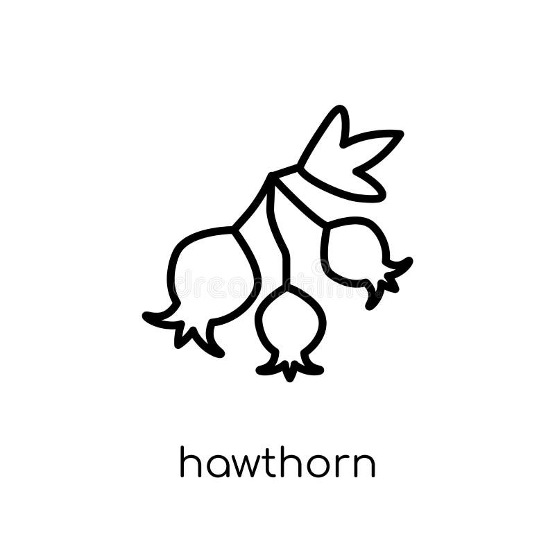 Hawthorn icon. Trendy modern flat linear vector Hawthorn icon on