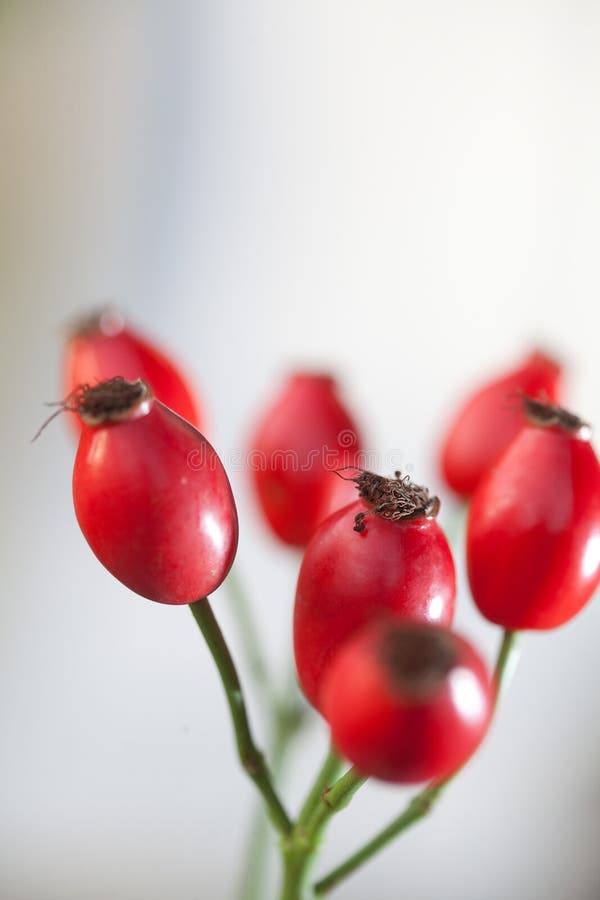 Hawthorn stock afbeelding