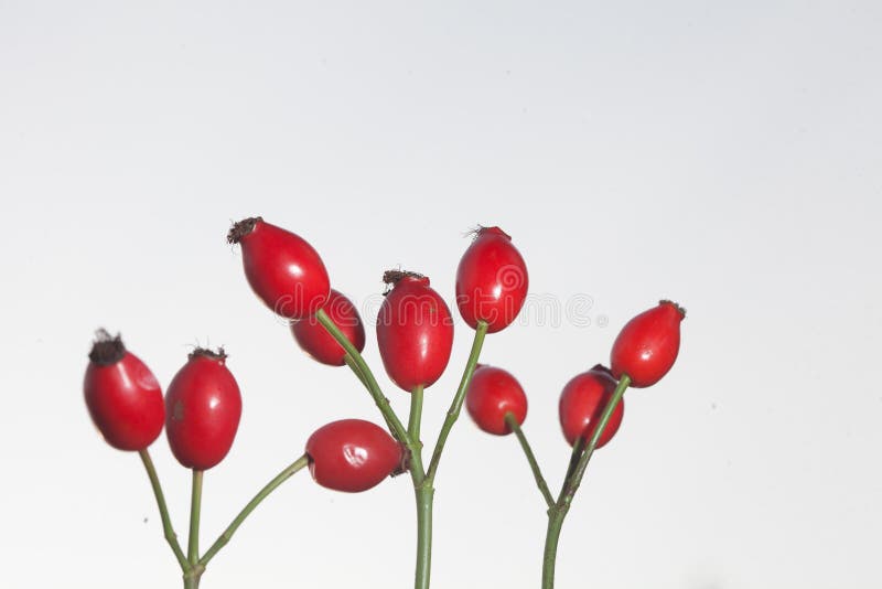 Hawthorn royalty-vrije stock afbeeldingen