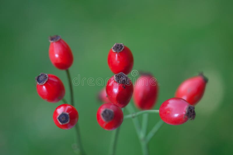 Hawthorn stock afbeelding