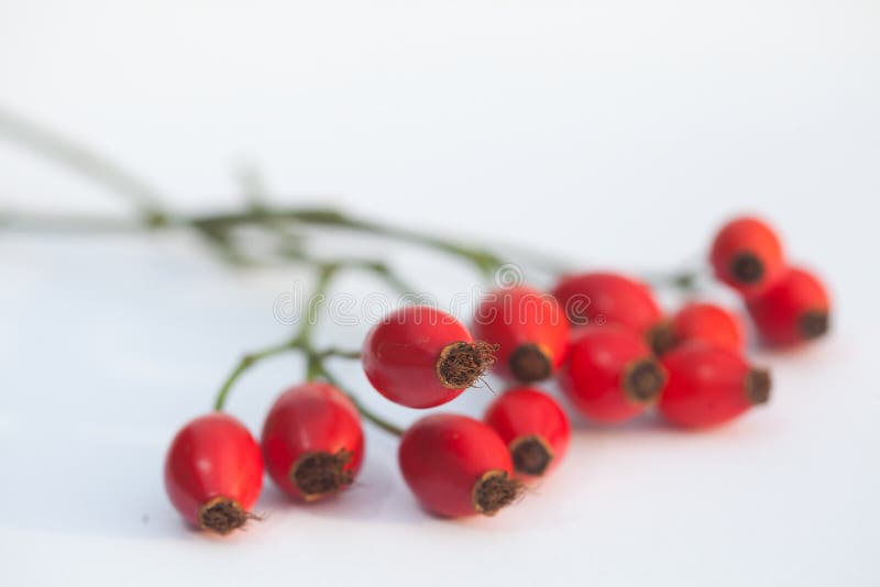 Hawthorn royalty-vrije stock foto