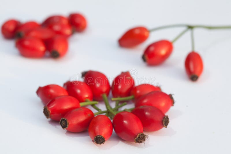 Hawthorn stock afbeelding