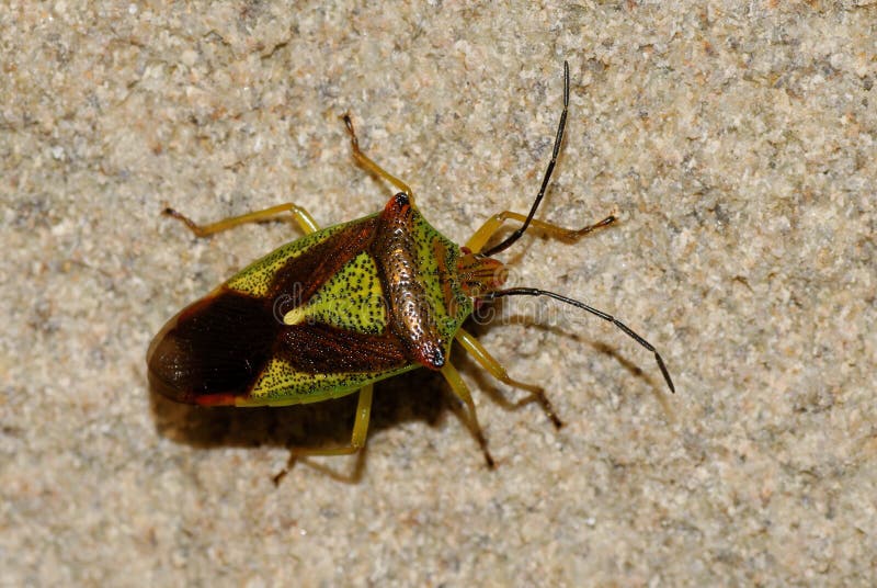 A macro close up of a Hawthorn Shield Bug resting on a stone wall. A macro close up of a Hawthorn Shield Bug resting on a stone wall