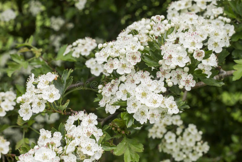 Hawthorn White Springtime Flowers Stock Image - Image of botany ...