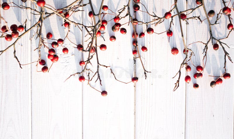 Hawthorn and white tree. Christmas background royalty free stock images Hawthorn and white tree. Christmas background royalty free stock images