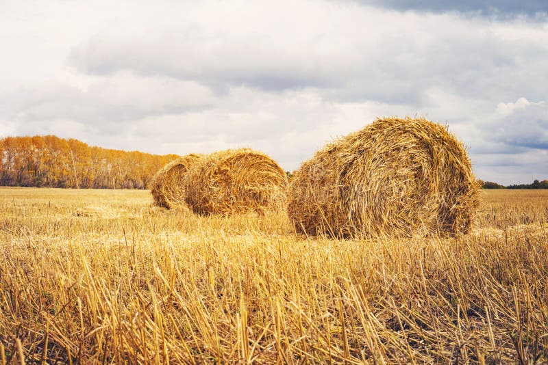 Hay bale. Agriculture field with sky. Rural nature in the farm land. Straw on the meadow. Wheat yellow golden harvest in summer. C