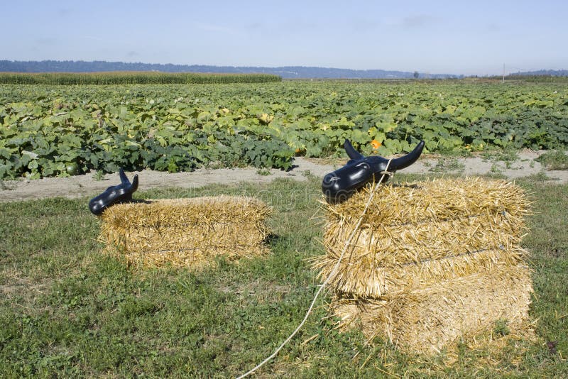 Hay bale cow at pumpkin farm stock photo