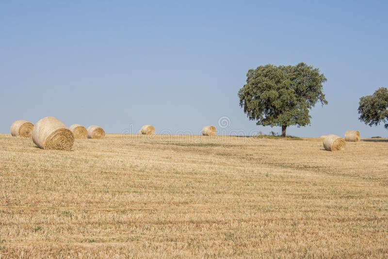 Hay bale drying in the field at harvest time. stock photography